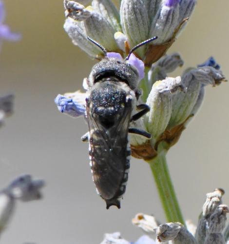 Réf. 285 343 : Coelioxys argentea